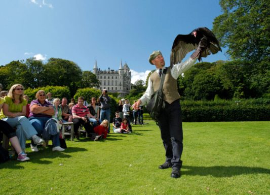 Falconry Display